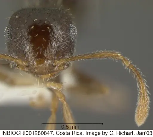 Crematogaster obscurata - INBIOCRI001280847