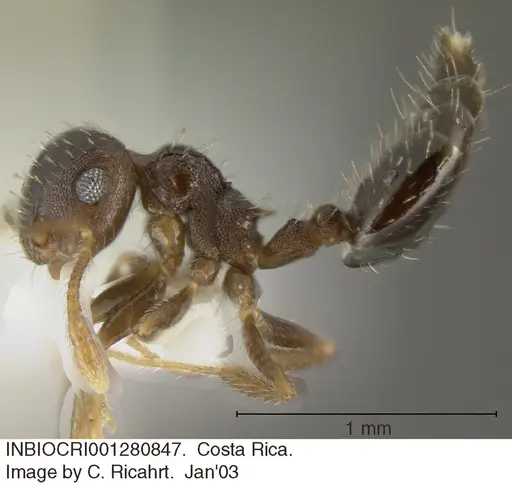 Crematogaster obscurata - INBIOCRI001280847