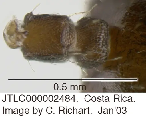 Crematogaster obscurata - JTLC000002484