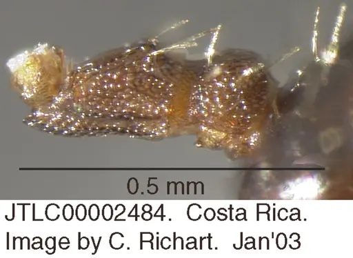 Crematogaster obscurata - JTLC000002484