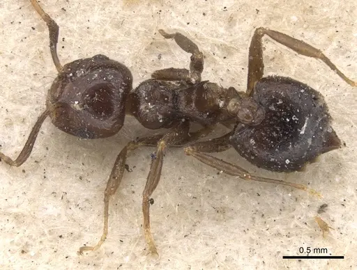 Crematogaster obscurior specimen