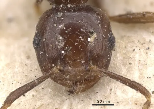 Crematogaster obscurior specimen