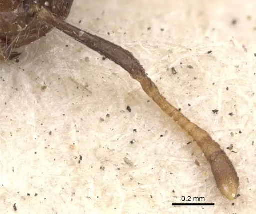 Crematogaster obscurior specimen