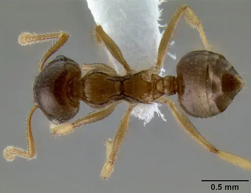 Crematogaster ochracea specimen