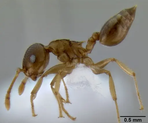 Crematogaster ochracea specimen