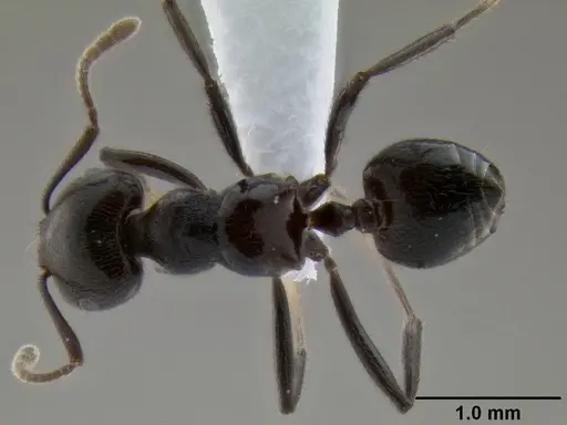 Crematogaster onusta specimen