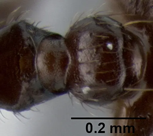 Crematogaster onusta specimen