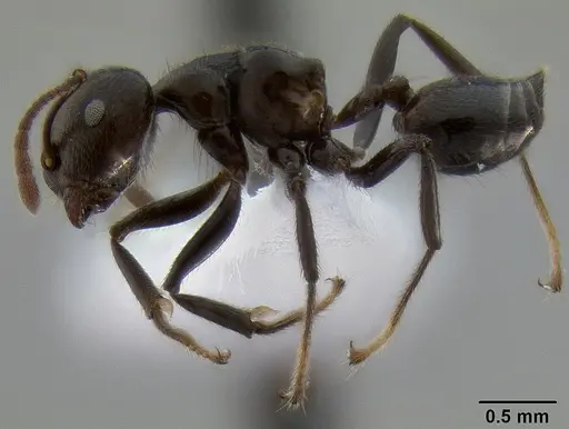 Crematogaster onusta - CASENT0193714