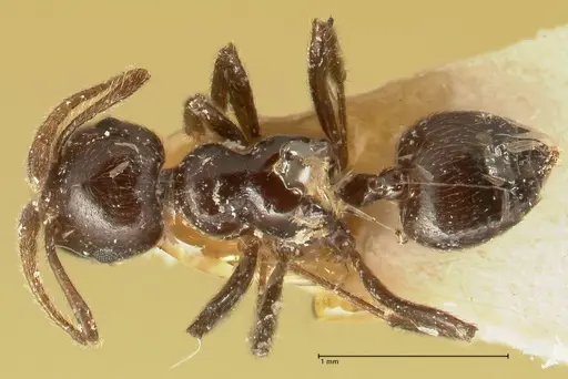 Crematogaster onusta - FOCOL1439