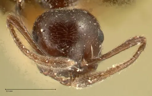 Crematogaster onusta - FOCOL1439