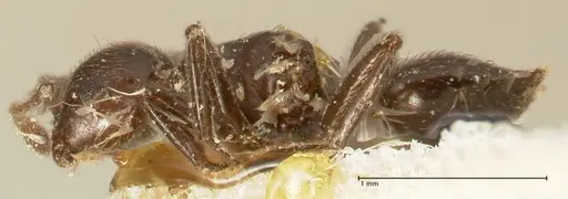 Crematogaster onusta - FOCOL1439
