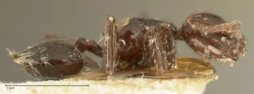 Crematogaster onusta - FOCOL1439