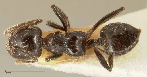 Crematogaster onusta - FOCOL1440