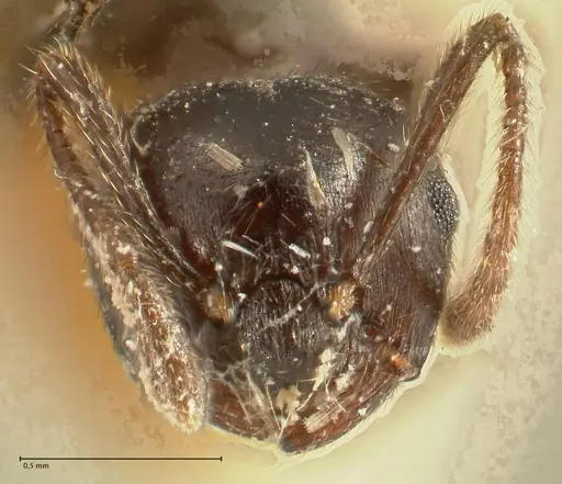 Crematogaster onusta - FOCOL1440