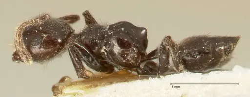 Crematogaster onusta - FOCOL1440