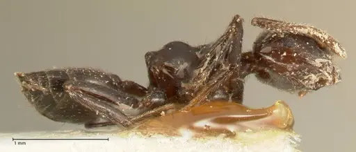 Crematogaster onusta - FOCOL1440