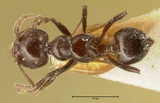Crematogaster onusta - FOCOL1441