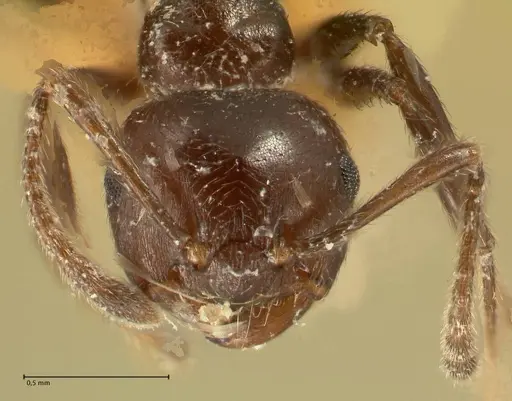 Crematogaster onusta - FOCOL1441