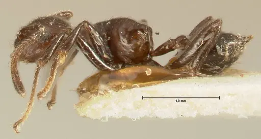 Crematogaster onusta - FOCOL1441