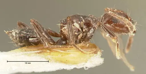 Crematogaster onusta - FOCOL1441