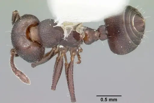 Crematogaster opaca specimen