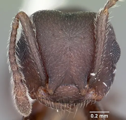 Crematogaster opaca specimen