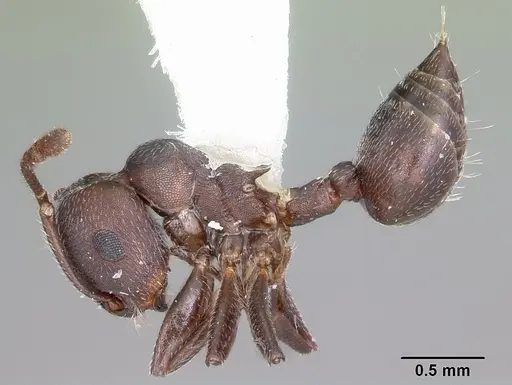 Crematogaster opaca specimen