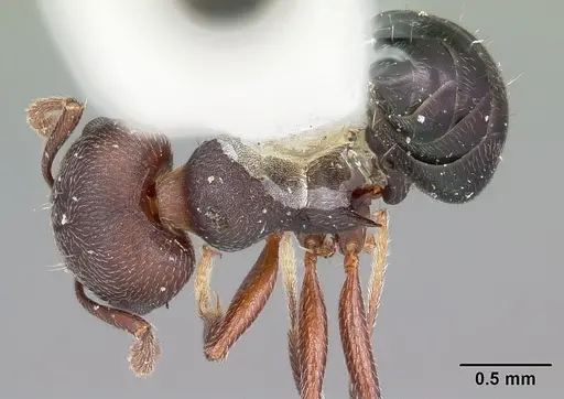 Crematogaster opaca - CASENT0104693