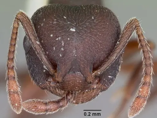 Crematogaster opaca - CASENT0104693