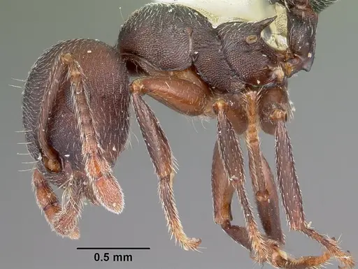 Crematogaster opaca - CASENT0104693