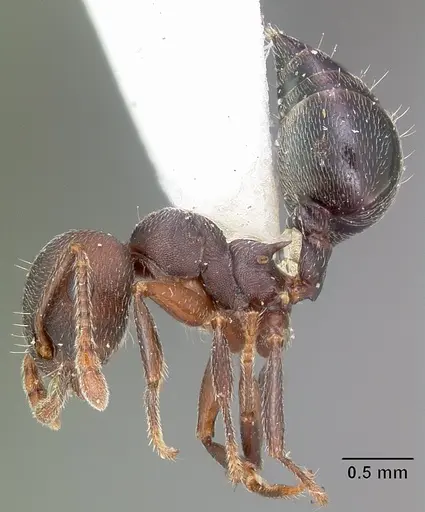 Crematogaster opaca - CASENT0104693