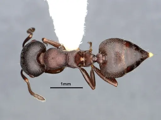 Crematogaster opaca - CASENT0106613