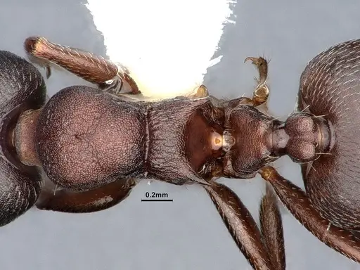 Crematogaster opaca - CASENT0106613