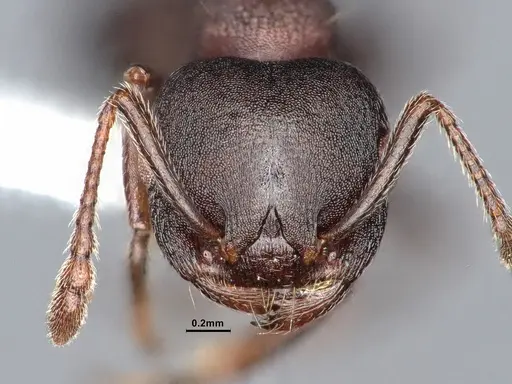 Crematogaster opaca - CASENT0106613