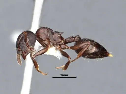 Crematogaster opaca - CASENT0106613