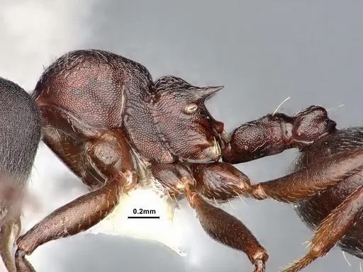 Crematogaster opaca - CASENT0106613