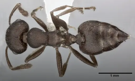 Crematogaster opaca - CASENT0246024