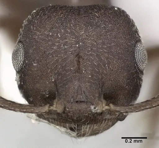 Crematogaster opaca - CASENT0246024