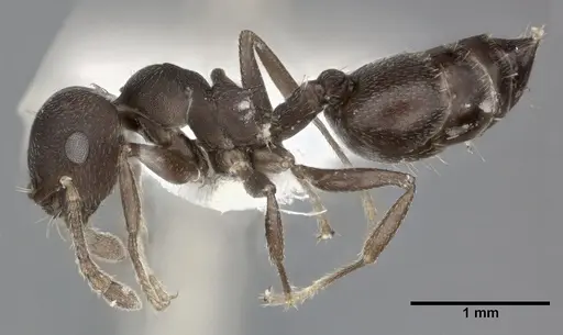 Crematogaster opaca - CASENT0246024