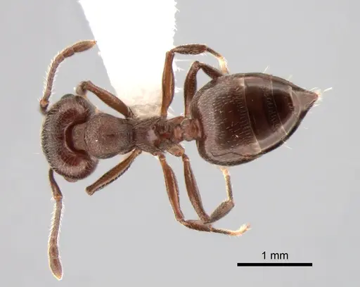 Crematogaster opaca - CASENT0882181