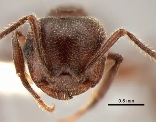 Crematogaster opaca - CASENT0882181
