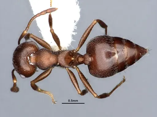Crematogaster opaca - CASENT0884414