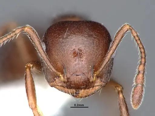 Crematogaster opaca - CASENT0884414