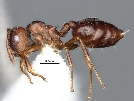 Crematogaster opaca - CASENT0884414