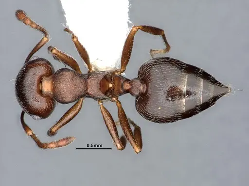 Crematogaster opaca - CASENT0884415