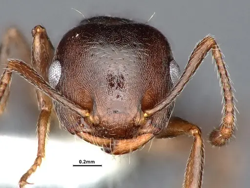 Crematogaster opaca - CASENT0884415