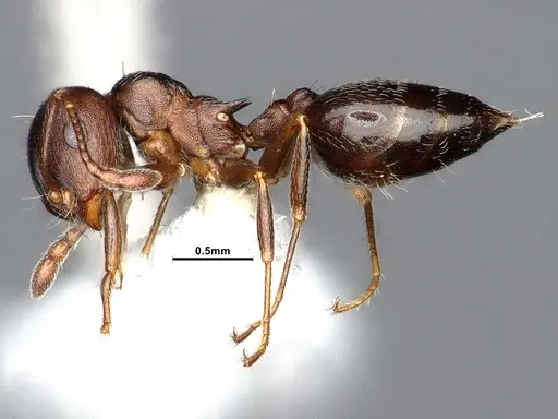Crematogaster opaca - CASENT0884415