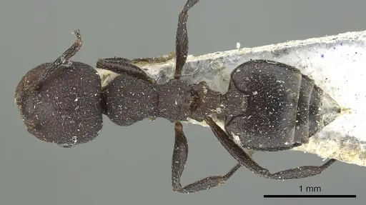 Crematogaster opaca - CASENT0902152