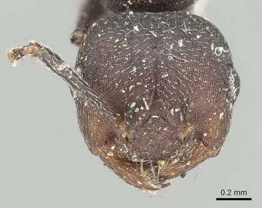 Crematogaster opaca - CASENT0902152