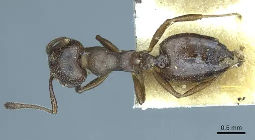 Crematogaster opaca - CASENT0919705